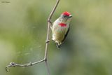 Red-capped Flowerpecker
