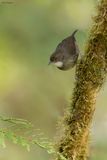 Mountain Mouse-Warbler