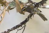 Black-throated Honeyeater