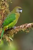 Brehms Tiger-Parrot 