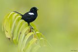 White-shouldered Fairywren 