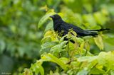 Lesser Black Coucal