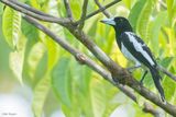 Hooded Butcherbird