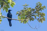 Glossy-mantled Manucode
