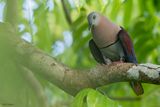 Zoes Imperial Pigeon
