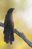 Pheasant Coucal