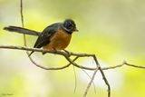 Chestnut-bellied Fantail