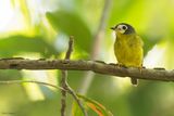 White-faced Robin