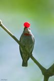 Red-capped Flowerpecker