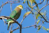 Pink-spotted Fruit Dove