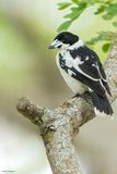 Black-backed Butcherbird
