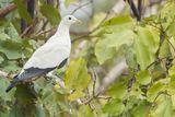 Torresian Imperial-Pigeon 