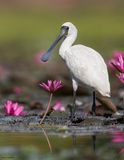 Royal Spoonbill 