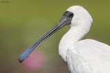 Royal Spoonbill 