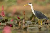 Pied Heron