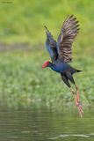 Australasian Swamphen 