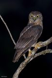Barking Owl 