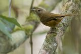 Variable Shrikethrush 