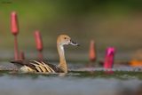 Plumed Whistling Duck