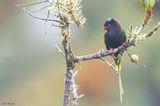Stellas Lorikeet 
