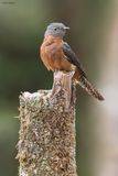 Fan-tailed Cuckoo 