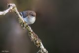 Brown-breasted Gerygone