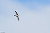 Mountain Swiftlet 