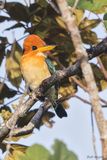 Mountain Kingfisher