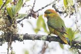 Yellow-billed Lorikeet