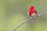 Crimson Finch (White-bellied) 