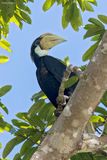 Papuan Hornbill