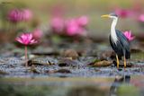 Pied Heron 