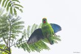 Papuan Hanging-Parrot
