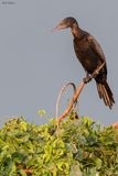 Little Black Cormorant