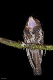 Feline Owlet-Nightjar 