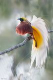 Lesser Bird-of-paradise 