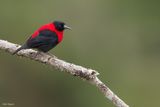 Red-collared Myzomela 