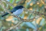 Fan-tailed Berrypecker 