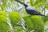Black-bellied Cicadabird