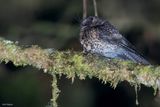 Mountain Owlet-nightjar