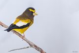 Evening Grosbeak