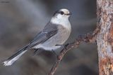 Canada Jay 