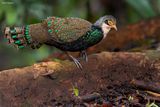 Bornean Peacock-Pheasant (	Partridges, Pheasants, Grouse, and Allies)