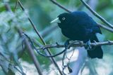 Yellow-billed Cacique