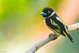 Black-and-yellow Broadbill (Grauers Broadbill and Asian Broadbills)