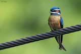 Whiskered Treeswift (Treeswifts)