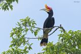 Rhinoceros Hornbill 