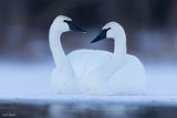 Trumpeter Swan 