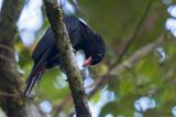 Black Oriole 