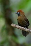 Fluffy-backed Tit-Babbler 